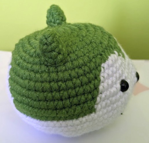 Sommie's head with both ears sewn on as viewed from the left side